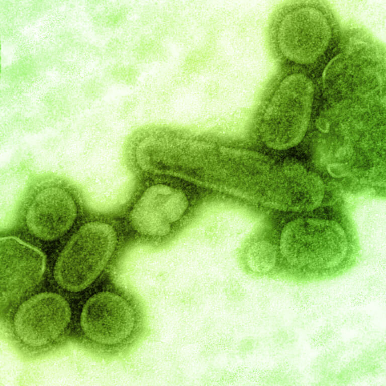 Reconstructed Spanish flu virus